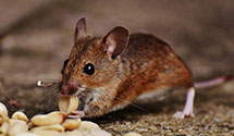 24 Hour & Emergency Exterminators in Lolo, MT
